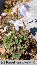 Aquilegia pyrenaica (orlik pirenejski)