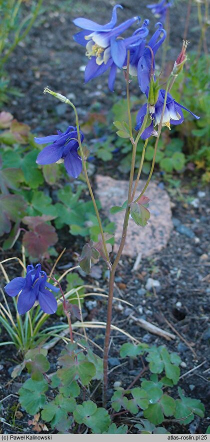 Aquilegia sibirica