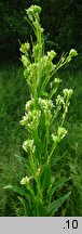 Arabis nemorensis