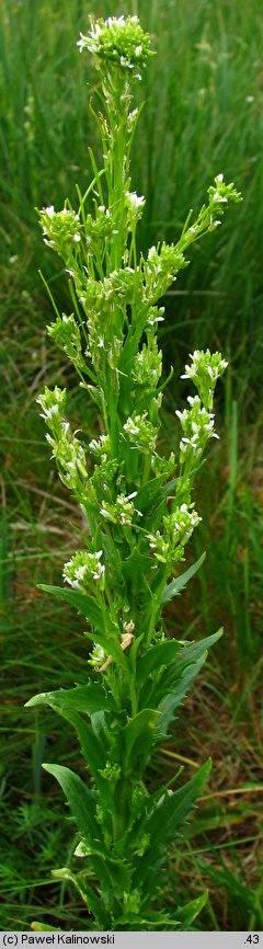 Arabis nemorensis