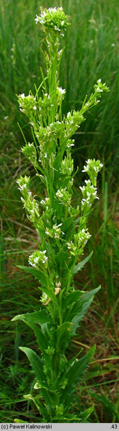 Arabis nemorensis (gęsiówka Gerarda)