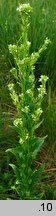 Arabis nemorensis