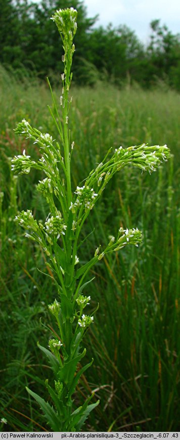 Arabis nemorensis