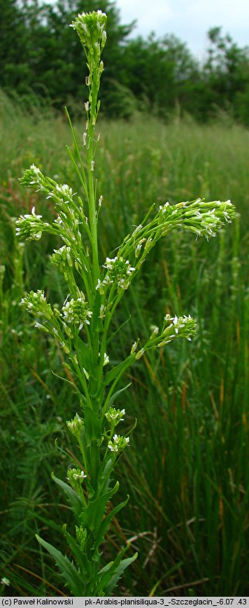 Arabis nemorensis (gęsiówka Gerarda)