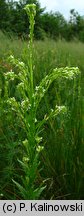 Arabis nemorensis
