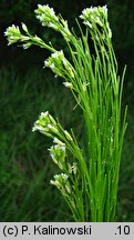 Arabis nemorensis (gęsiówka Gerarda)