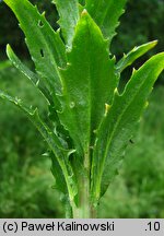 Arabis nemorensis