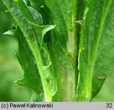 Arabis nemorensis (gęsiówka Gerarda)