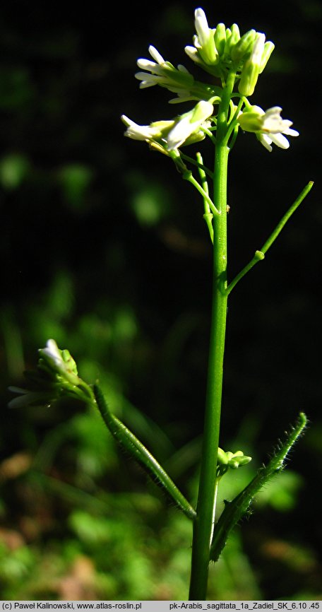 Arabis sagittata (gęsiówka strzałkowata)