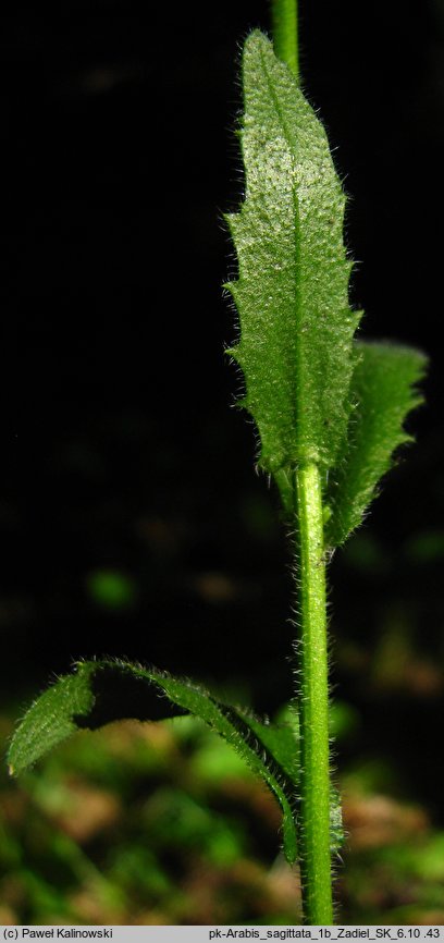 Arabis sagittata (gęsiówka strzałkowata)