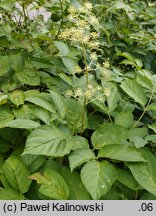 Aralia californica (aralia kalifornijska)