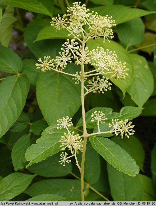 Aralia cordata var. sachalinensis