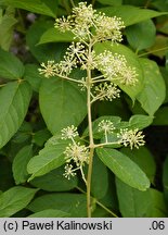 Aralia cordata var. sachalinensis