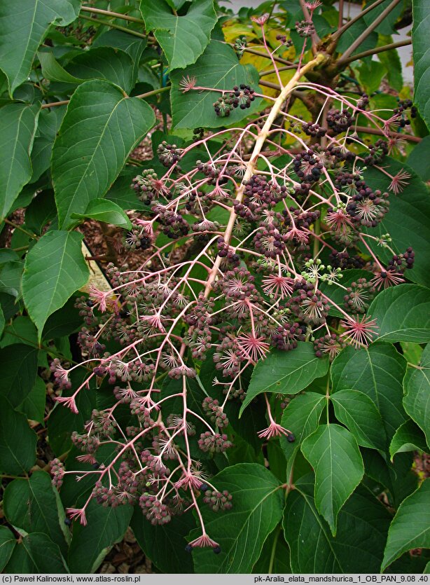 Aralia elata var. mandshurica