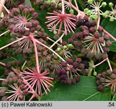 Aralia elata var. mandshurica