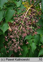 Aralia elata var. mandshurica