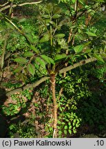 Aralia elata var. mandshurica