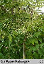 Aralia racemosa (aralia groniasta)