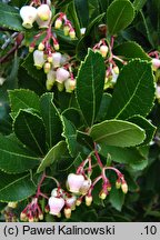 Arbutus unedo (chruścina jagodna)