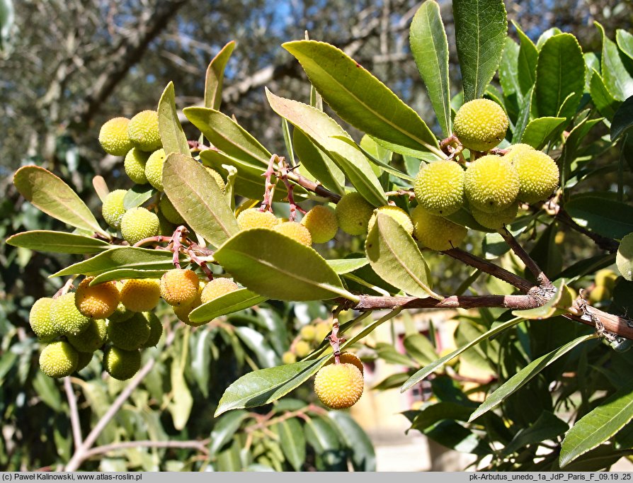 Arbutus unedo (chruścina jagodna)