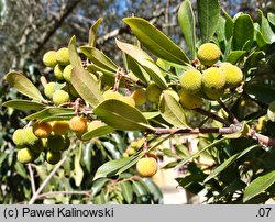 Arbutus unedo (chruścina jagodna)