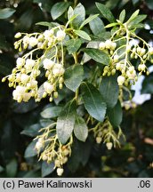 Arbutus unedo (chruścina jagodna)