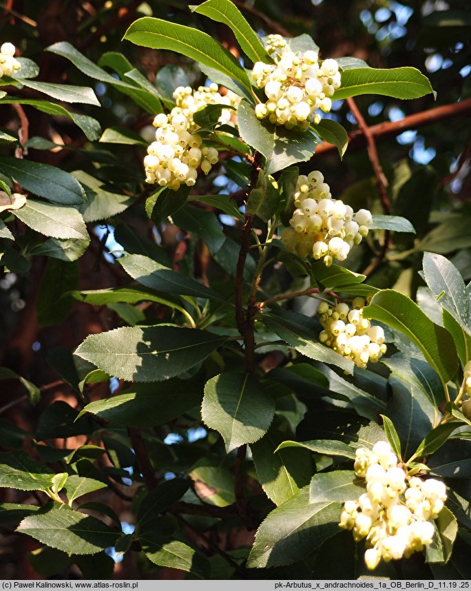 Arbutus ×andrachnoides (hybrydowe drzewo truskawkowe)