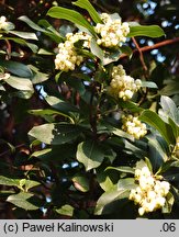 Arbutus ×andrachnoides (hybrydowe drzewo truskawkowe)