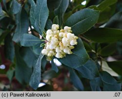 Arbutus ×andrachnoides (hybrydowe drzewo truskawkowe)