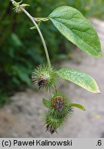 Arctium nemorosum (łopian gajowy)