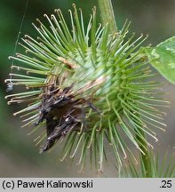 Arctium nemorosum (łopian gajowy)