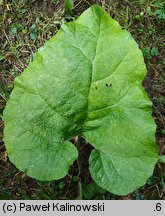 Arctium nemorosum (łopian gajowy)