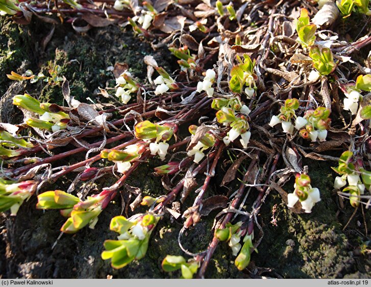 Arctostaphylos alpina (mącznica alpejska)