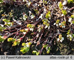 Arctostaphylos alpina (mącznica alpejska)