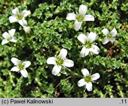 Arenaria tetraquetra (piaskowiec czterograniasty)