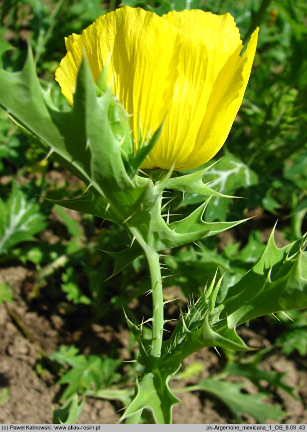 Argemone mexicana (argemon meksykański)