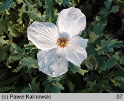 Argemone platyceras