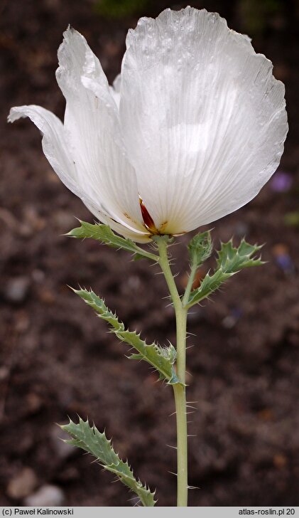 Argemone squarrosa ssp. glabrata