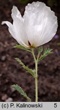 Argemone squarrosa ssp. glabrata