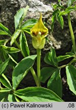 Arisaema flavum (arizema żółta)