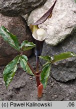 Arisaema sikokianum (arizema sikokiańska)