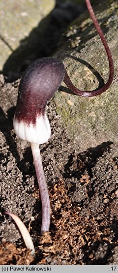 Arisarum proboscoideum