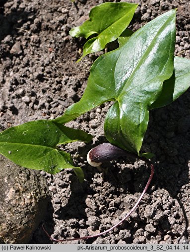 Arisarum proboscoideum