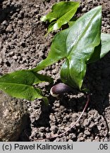 Arisarum proboscoideum