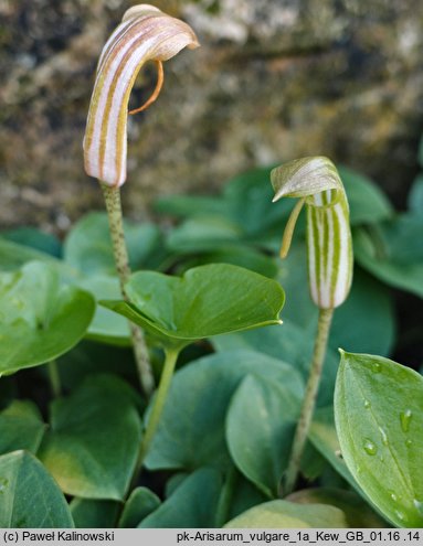 Arisarum vulgare