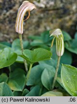 Arisarum vulgare