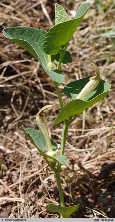 Aristolochia pallida