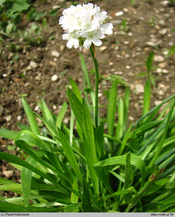 Armeria alliacea