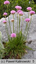 Armeria alpina (zawciąg alpejski)