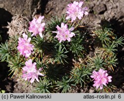 Armeria humilis (zawciąg jałowcolistny)